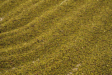 Close-Up of Dried Mung Beans Spread for Drying, Creating a Textured Pattern.