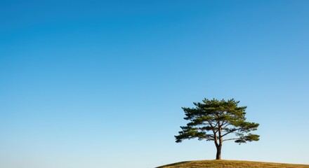 A solitary pine tree on a small hill against a clear blue sky