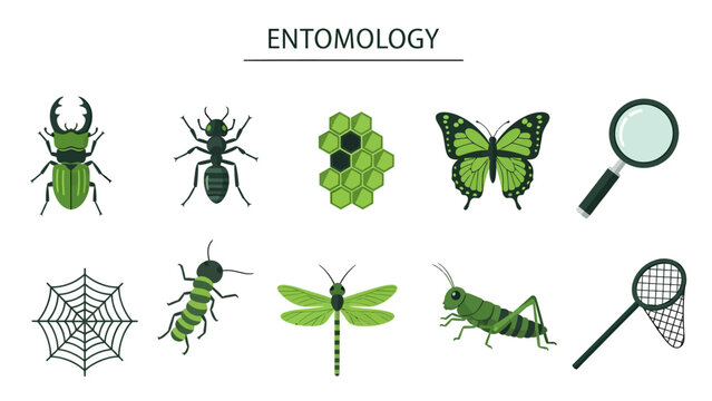 Green and black icons related to entomology insects honeycomb magnifying glass and nets