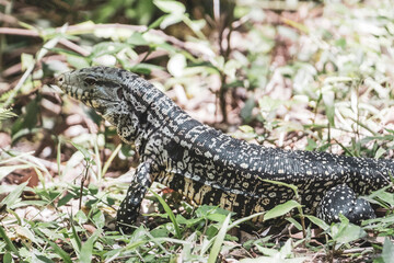 Lizard gecko iguana reptile on ground and grass in Brazil.