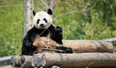 Giant panda eating bamboo in the zoo © lzf