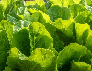 Close-up of vibrant, leafy green plants, lit by the sun's warm glow