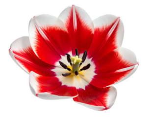 Vibrant red and white tulip bloom, starkly isolated against black
