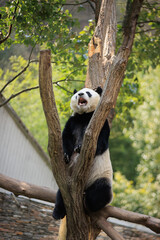 Obraz premium One giant panda in the zoo