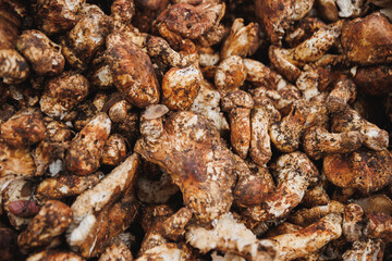 Wild Tricholoma matsutake mushroom in China
