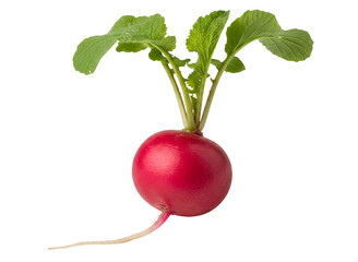 radish isolated on white background