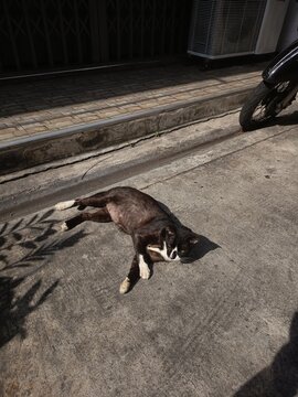 squirrel on the street