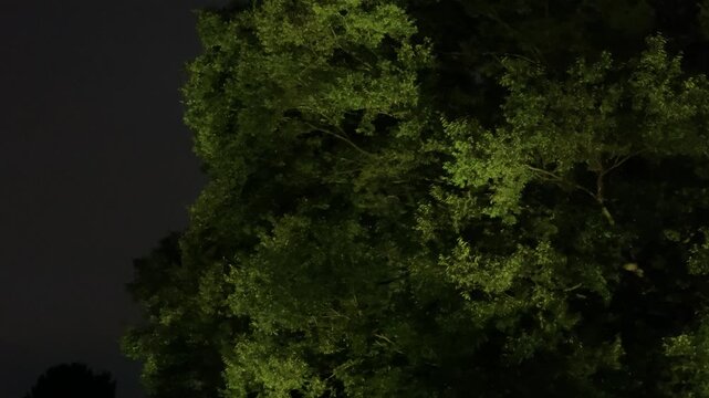 色とりどりにライトアップされる大木