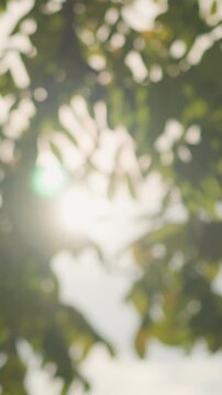soft sunlight through blurred green leaves creating dreamy backlight and gentle bokeh, dappled haze and warm afternoon glow, tranquil park atmosphere with calming motion and quiet meditative mood