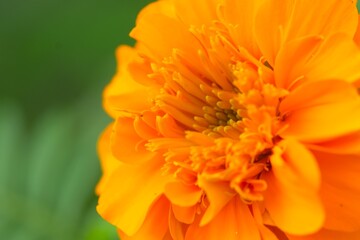 Blurry flowers for background, wallpaper, quote , design or caption. Marigold or Tegetes erecta, orange flower, macro. flowery background
