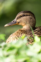 Female mallard duck portrait 