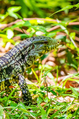 Obraz premium Lizard gecko iguana reptile on ground and grass in Brazil.