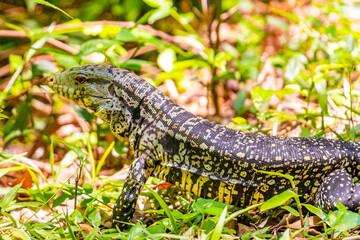 Lizard gecko iguana reptile on ground and grass in Brazil.
