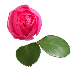 赤い薔薇の花と葉