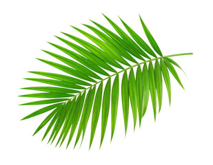 Fototapeta premium Palm leaf isolated on white