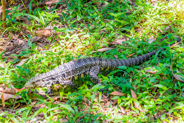 Lizard gecko iguana reptile on ground and grass in Brazil.