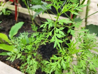 Green Ferny Leaves Plant in Garden Pot with Bright Fresh Foliage