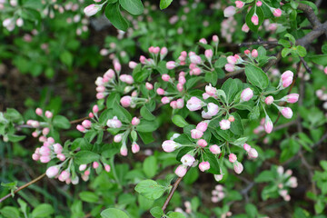 Obraz premium Delicate Pink and White Flower Buds on a Branch of apple tree in garden