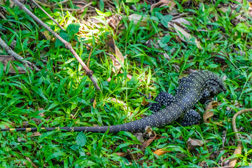 Lizard gecko iguana reptile on ground and grass in Brazil.