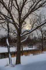 663-21 Fresh Snow on a Late Afternoon