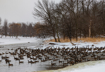 663-02 Geese on the DuPage