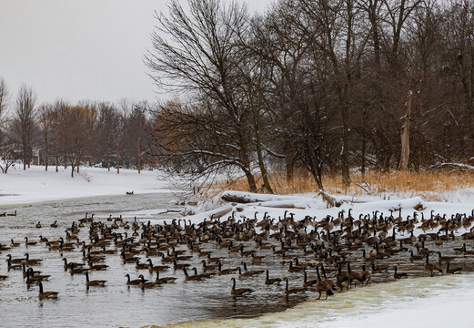 663-02 Geese on the DuPage