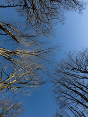 Blue sky seen from below through the dense, bare canopy of forest trees.