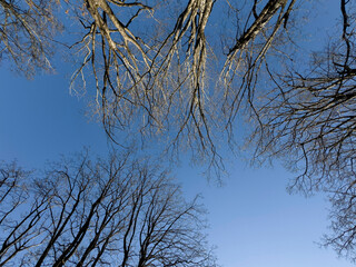 Blue sky seen from below through the dense, bare canopy of forest trees.