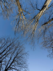 Blue sky seen from below through the dense, bare canopy of forest trees.