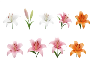 set of pink lily