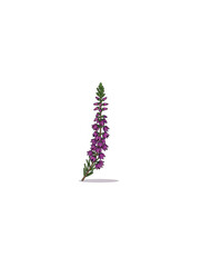 Illustration of a blooming heather plant with purple flowers