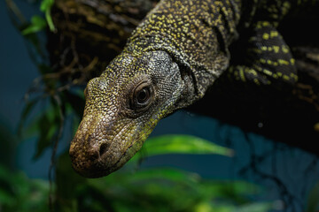 Detail of the head of the Papuan monitor lizard.
