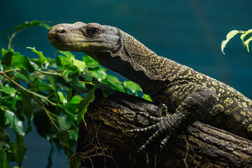 Detail of the head of the Papuan monitor lizard.
