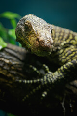 Detail of the head of the Papuan monitor lizard.
