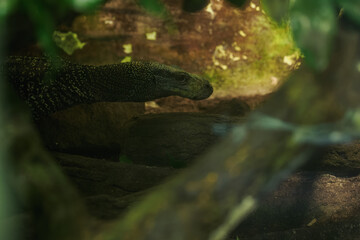 Detail of the head of the Papuan monitor lizard.
