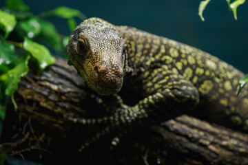 Detail of the head of the Papuan monitor lizard.
