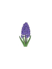 A detailed illustration of a single purple hyacinth flower against a white background.