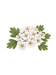 A cluster of white hawthorn flowers with green leaves.