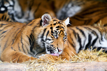 Magnificent tiger lying on golden straw