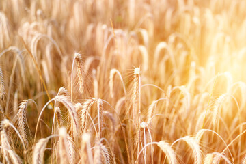 Obraz premium Wheat plants ripening under bright summer sky