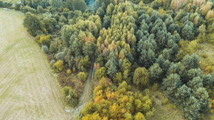 Yellow leaves on forest dirt road