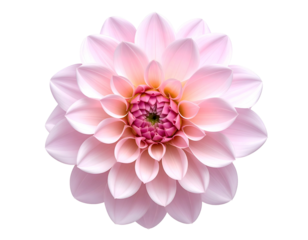 Soft pink bloom, intricate petals, vibrant center, on black