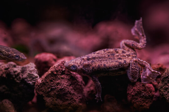Merlin&rsquo;s clawed frog among rocks under the water surface.
