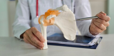 Medical professional explains shoulder anatomy using model in clinic during consultation concept