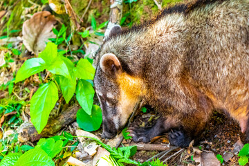 Coatis raccoon search for food in the tropical jungle Brazil.