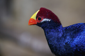 Detail of the head of the purple plantain-eater bird.
