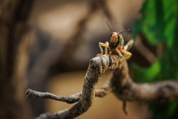 Detail of the desert locust insect.
