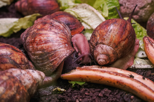 Large ridged Achatina snail eating lettuce with others.
