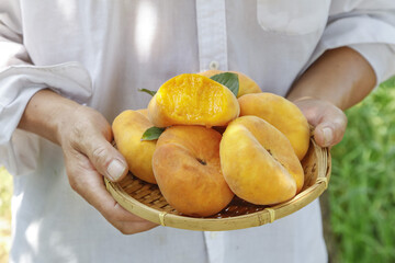 Fresh Golden Mangoes in Hands with Bamboo Basket