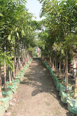 Obraz premium foxtail palm plant on nursery
